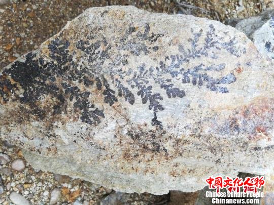 岩石上的黑色多为锰的氧化物结晶 蔡思宽 摄 岩石上的黑色多为锰的氧化物结晶 蔡思宽 摄