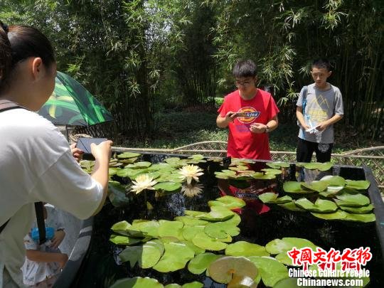 3000余缸,600多个品种荷花、睡莲竞相争艳。 陈静 摄 3000余缸,600多个品种荷花、睡莲竞相争艳。 陈静 摄